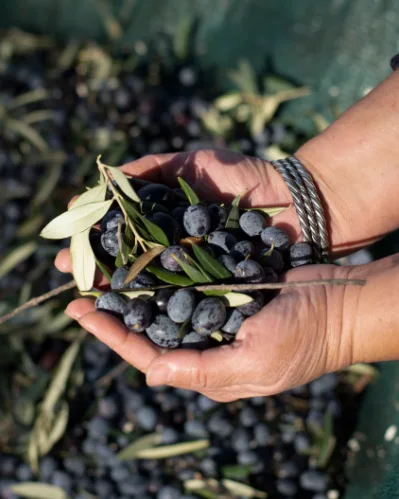 Mani che raccolgono olive appena colte con un rametto di olivo